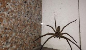 住高架橋旁 房间有蜘蛛代表什么
